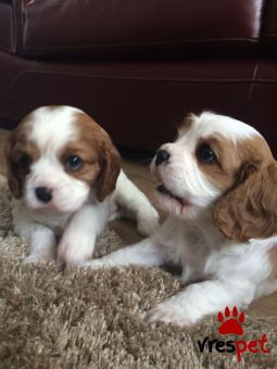 Ράτσα: Σπάνιελ Βασιλιά Καρόλου Καφέ - King Charles Spaniel | Ηλικία: 2,5 μηνών | Φύλο: Θηλυκό | Αρ. Microchip: 901044030805020 | Ιδιώτης | Εκπαιδευμένο | Pedigree | Περιοχή: Αθήνα, Αττική